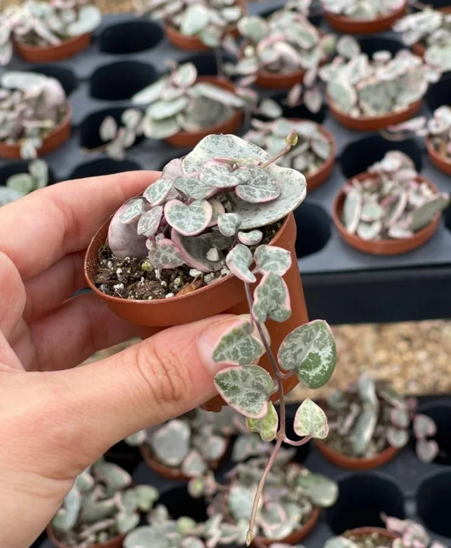 Variegated String of Hearts Live Plant – Ceropegia woodii – 2 inch Pot Starter – Indoor Trailing Succulent - Image 5