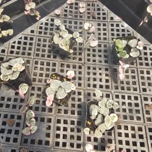 Variegated String of Hearts Live Plant – Ceropegia woodii – 2 inch Pot Starter – Indoor Trailing Succulent - Image 7