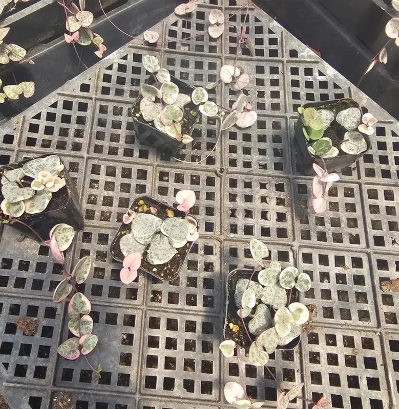 Variegated String of Hearts Live Plant – Ceropegia woodii – 2 inch Pot Starter – Indoor Trailing Succulent - Image 7