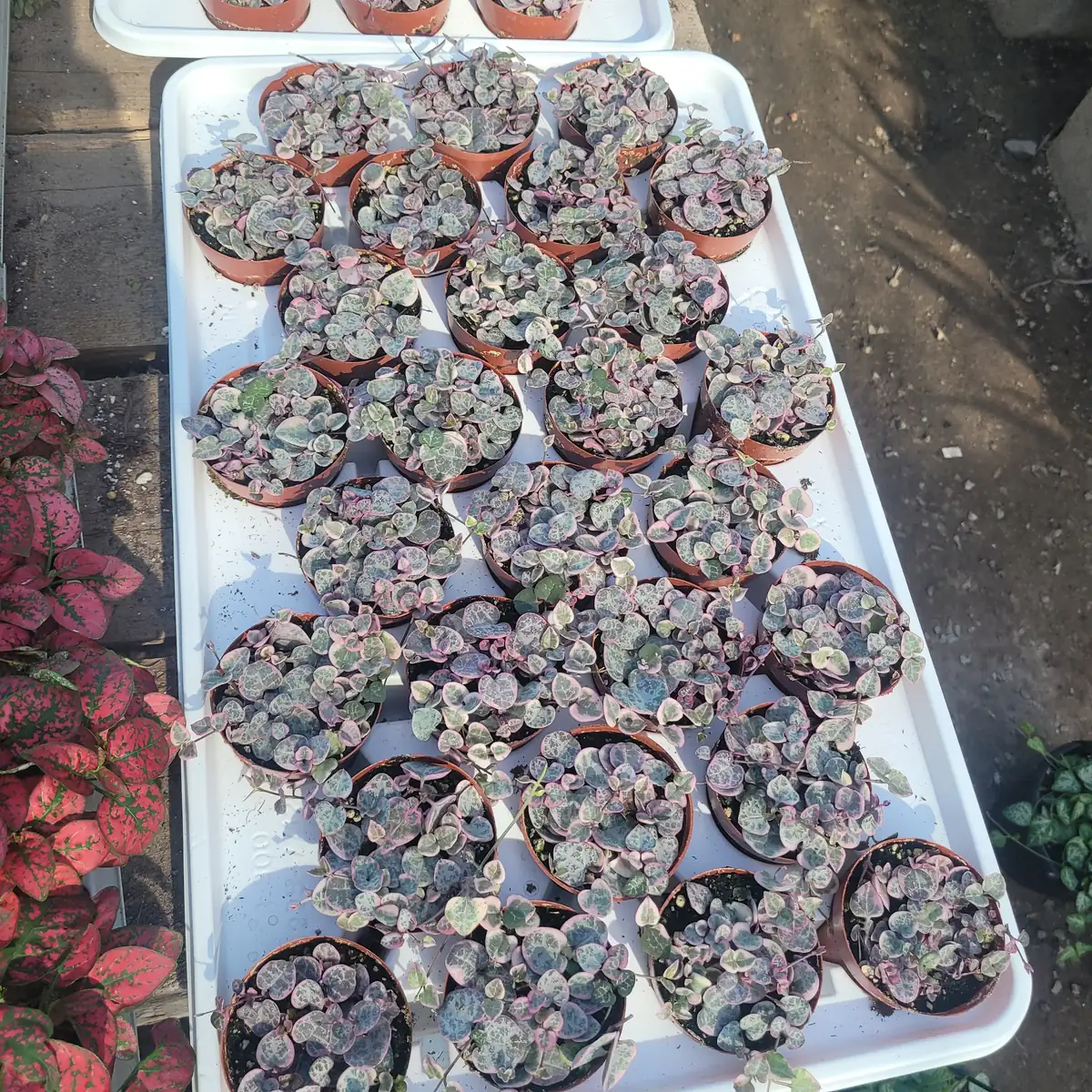 Variegated String of Hearts Live Plant – Trailing Succulent – Indoor Decor - Image 2