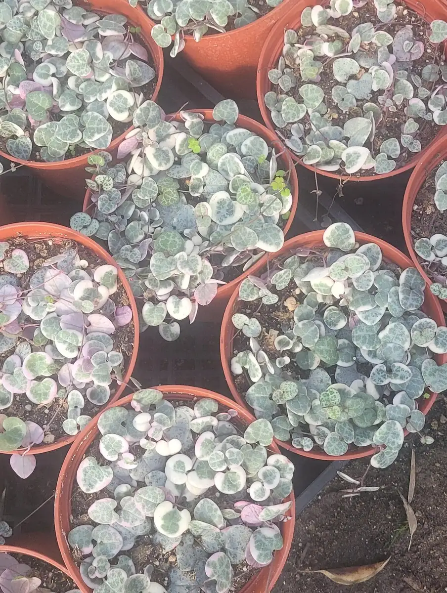 Variegated String of Hearts Live Plant – Trailing Succulent – Indoor Decor - Image 3