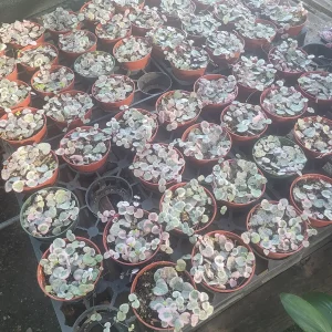 Variegated String of Hearts Live Plant – Trailing Succulent – Indoor Decor - Image 5