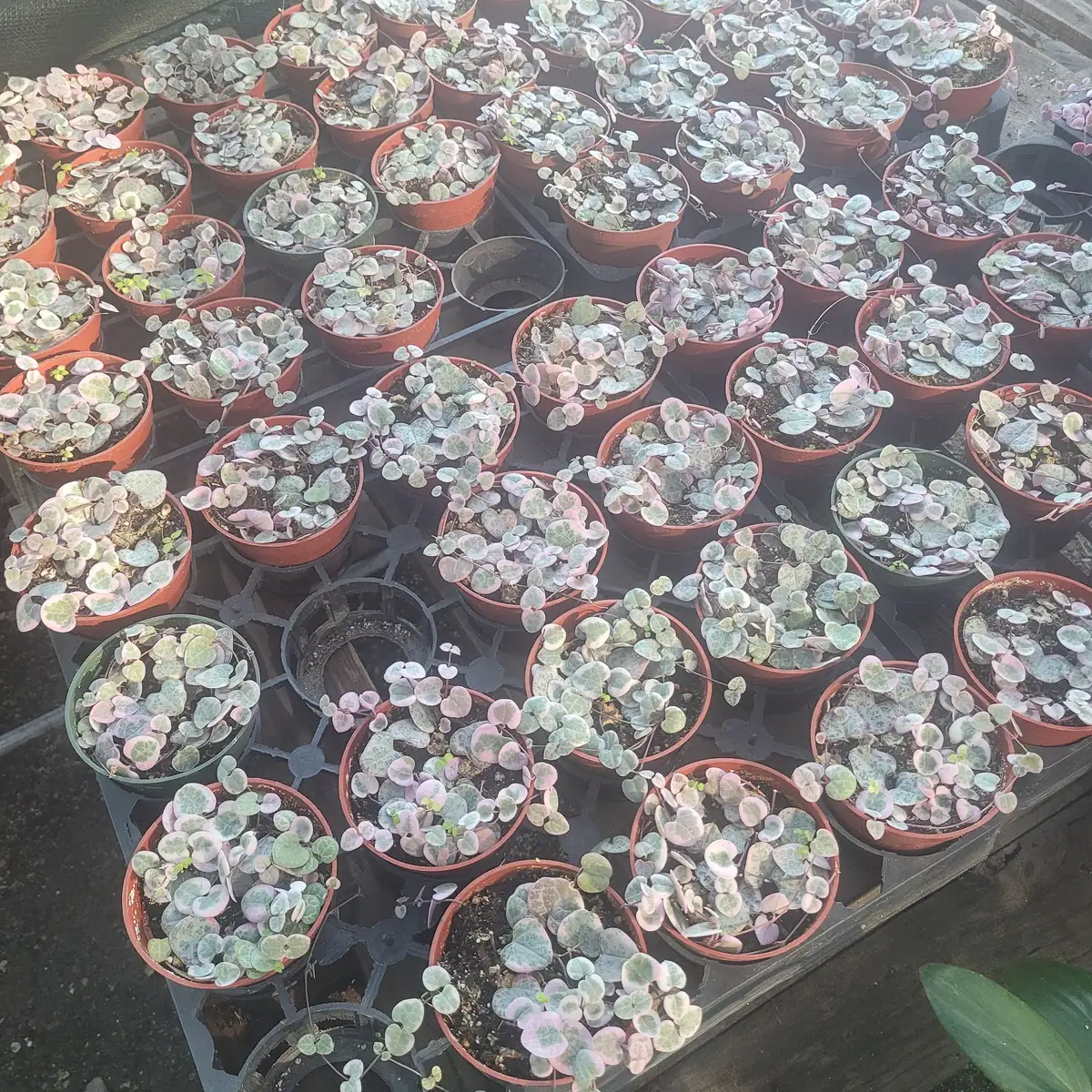 Variegated String of Hearts Live Plant – Trailing Succulent – Indoor Decor - Image 6