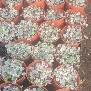 Variegated String of Hearts Live Plant – Trailing Succulent – Indoor Decor - Image 7