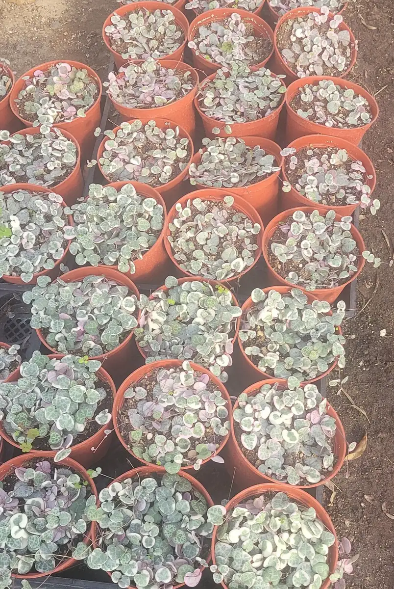 Variegated String of Hearts Live Plant – Trailing Succulent – Indoor Decor - Image 7