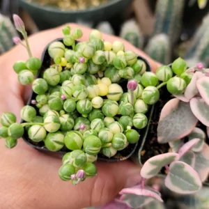 Variegated String of Pearls & Hearts Succulent Set – 2 Live Plants – 2" Pots – Indoor - Image 2