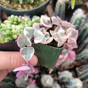 Variegated String of Pearls & Hearts Succulent Set – 2 Live Plants – 2