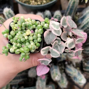 Variegated String of Pearls & Hearts Succulent Set – 2 Live Plants – 2" Pots – Indoor - Image 1