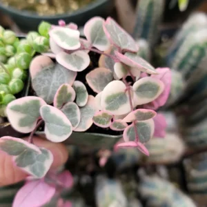 Variegated String of Pearls & Hearts Succulent Set – 2 Live Plants – 2