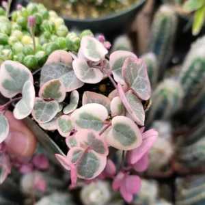 Variegated String of Pearls & Hearts Succulent Set – 2 Live Plants – 2