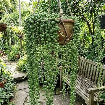 Variegated String of Pearls Live Plant – Trailing Succulent in 4" Pot – Indoor Houseplant - Image 3