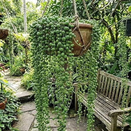 Variegated String of Pearls Live Plant – Trailing Succulent in 4" Pot – Indoor Houseplant - Image 6