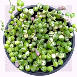 Variegated String of Pearls Live Succulent Plant - Senecio rowleyanus Variegata Indoor/Outdoor - Image 2