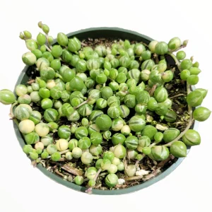 Variegated String of Pearls Live Succulent Plant - Senecio rowleyanus Variegata Indoor/Outdoor - Image 4