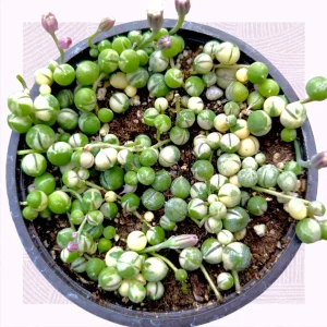 Variegated String of Pearls Live Succulent Plant - Senecio rowleyanus Variegata Indoor/Outdoor - Image 7
