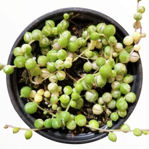 Variegated String of Pearls Live Succulent Plant - Senecio rowleyanus Variegata Indoor/Outdoor - Image 8
