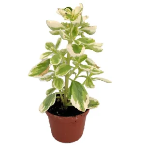 Variegated Swedish Ivy Live Plant - Plectranthus neochilus - 2.5" Pot - Indoor/Outdoor - Image 1