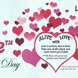 Variegated Sweetheart Hoya Kerrii Live Plant - Crème & Green Waxplant - 2 inch Pot - Easy Indoor Succulent - Image 4