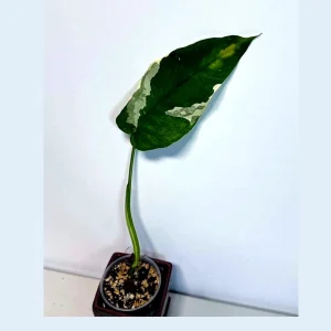 Variegated Syngonium Chiapense Albo Live Plant - Unique Aroid Houseplant - Image 1