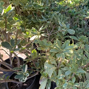 Variegated Tobira Live Plant – 1-2 ft Tall in 1 Gallon Pot – Indoor/Outdoor Shrub - Image 2