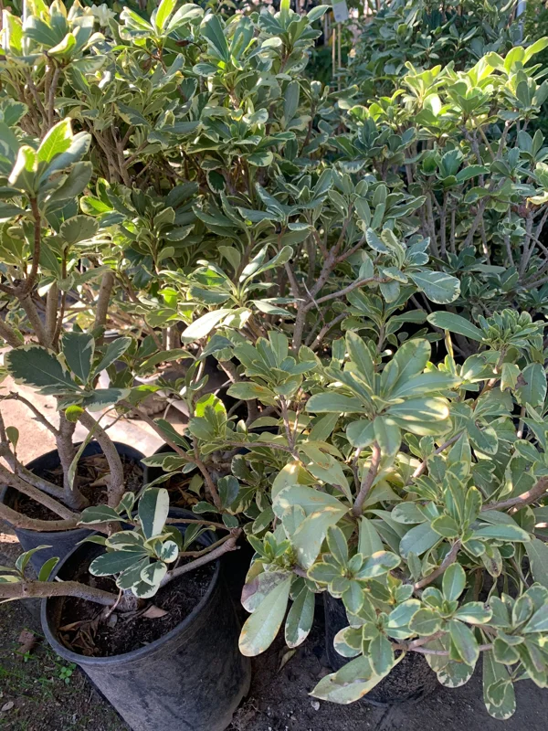 Variegated Tobira Live Plant – 1-2 ft Tall in 1 Gallon Pot – Indoor/Outdoor Shrub - Image 2