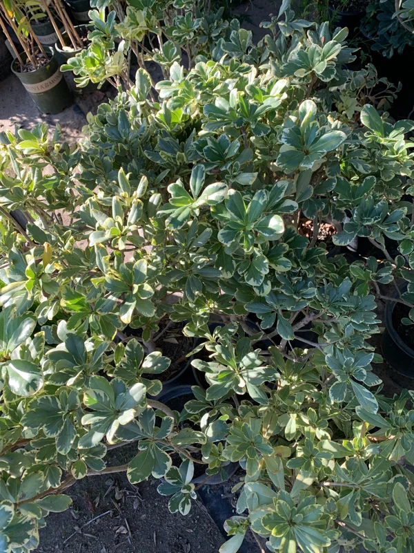 Variegated Tobira Live Plant – 1-2 ft Tall in 1 Gallon Pot – Indoor/Outdoor Shrub - Image 1