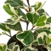 Variegated Triangle Weeping Fig Live Plant - Ficus triangularis variegata - 6" Pot - Image 1