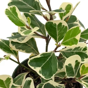 Variegated Triangle Weeping Fig Live Plant - Ficus triangularis variegata - 6