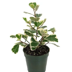 Variegated Triangle Weeping Fig Live Plant - Ficus triangularis variegata - 4 inch Pot - Indoor - Image 1