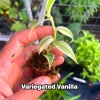 Variegated Vanilla Orchid Live Plant - Rare Edible Bean Vine, 4-6 inches - Image 1