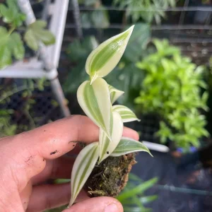 Variegated Vanilla Orchid Live Plant - Rare Edible Bean Vine, 4-6 inches - Image 4