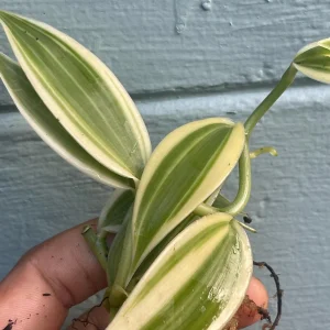 Variegated Vanilla Orchid Live Plant - Rare Edible Bean Vine, 4-6 inches - Image 6