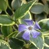 Variegated Vinca Live Plant - 6 Starter Perennial Plants - Outdoor Ground Cover - Image 1