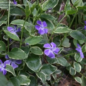 Variegated Vinca Live Plant - 6 Starter Perennial Plants - Outdoor Ground Cover - Image 3