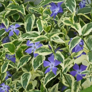 Variegated Vinca Major Periwinkle Live Plant - Hardy Groundcover 3.5 inch Pot - Image 1