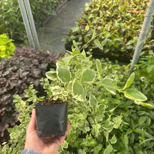 Variegated Vinca Major Periwinkle Live Plant - Hardy Groundcover 3.5 inch Pot - Image 4