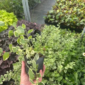 Variegated Vinca Major Periwinkle Live Plant - Hardy Groundcover 3.5 inch Pot - Image 5