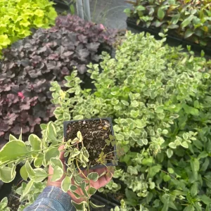 Variegated Vinca Major Periwinkle Live Plant - Hardy Groundcover 3.5 inch Pot - Image 6