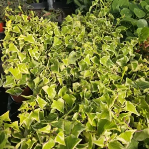 Variegated Wax Ivy Trailing Live Plant - 2in or 4in Pot - Indoor Houseplant - Image 4