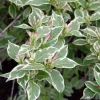 Variegated Weigela Bare Root Plant - 2 Pack - Rose Pink Flowers, Outdoor Shrub - Image 1