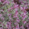 Variegated Weigela florida Live Plant - Up to 2 ft Tall - Outdoor Shrub - Image 1