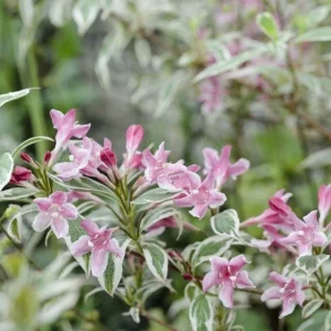 Variegated Weigela Live Plant - Weigela florida 'Variegata' - 12+ Inches Tall - Bare Root Outdoor Shrub - Image 3