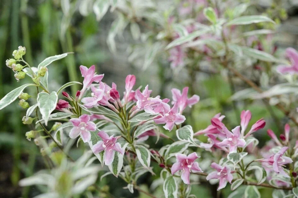 Variegated Weigela Live Plant - Weigela florida 'Variegata' - 12+ Inches Tall - Bare Root Outdoor Shrub - Image 3