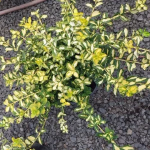 Variegated Wintercreeper Euonymus Cuttings - Set of 12 Live Plants, Ground Cover - Image 3