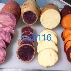 Variety Sweet Potato Slips - 20 Count Live Plants - Purple, Okinawa, White, Orange - Image 1