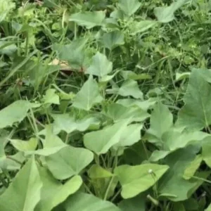 Variety Sweet Potato Slips - 20 Count Live Plants - Purple, Okinawa, White, Orange - Image 4