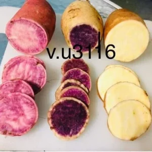 Variety Sweet Potato Slips - Purple, Okinawa, White Mix - 15 Cuttings - Image 1