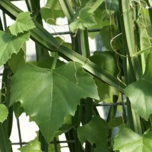 Veldt Grape Ivy Live Plant - Cissus quadrangularis - 2 Pack 2