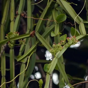 Veldt Grape Ivy Live Plant - Cissus quadrangularis - 2 Pack 2