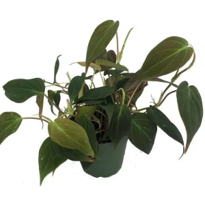 Velvet Leaf Bronze Micans Philodendron Live Plant - 4 inch Pot - Trailing Indoor Vine - Image 1